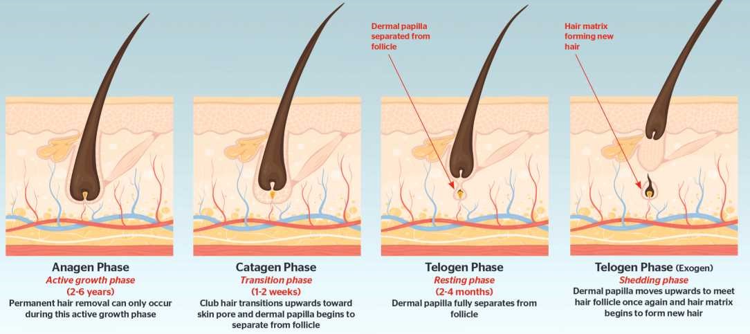 Анаген, катаген, телоген и эксоген